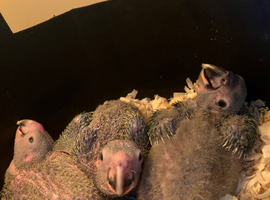 CUDDLY HAND REARED BABY VINACEOUS AMAZON PARROTS