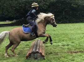 Beautiful Palomino Princess