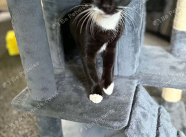 Olaf - gorgeous 6 month old tuxedo boy looking for a loving home