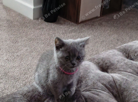 British shorthair kitten