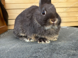 Netherland dwarf doe