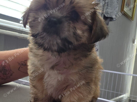 Shihtzu /jack russell