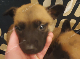 Belgium malinois puppies
