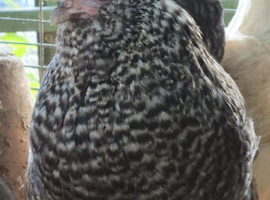Speckled Bantam Laying Hen Pair