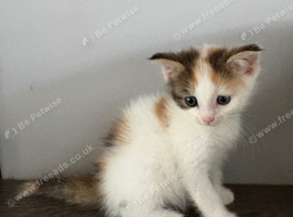 Kitten