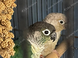 Mature Pair GCConures