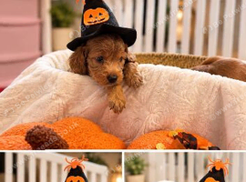 Cockapoo Fb1 blue roan and golden and white roan