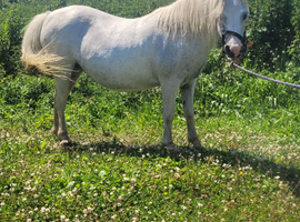 Broodmare.