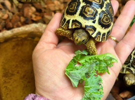 Leopard Tortoses- Stunning RARE High White Babies