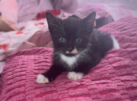 Black and white kitten