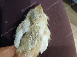 Young coturnix quail available