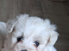 Maltese puppy's