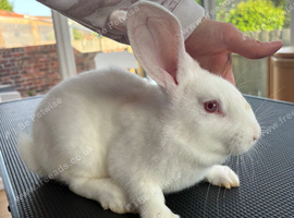 New Zealand white doe