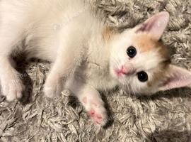 2 beautiful kittens available now