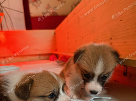 Two Welsh Corgi Pembroke Puppies Available