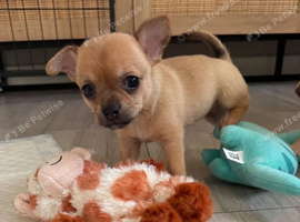 Chihuahua Puppies - Tiny Treasures with Big Personalities!