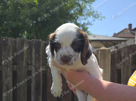 Stunning sprocker pups