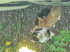 4 male kittens