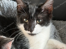 Lovely cute kitten available