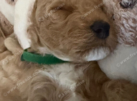 F2b Cockerpoo's 1 littke girl for sale and 1 boy