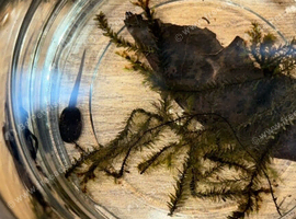 Poison dart frog tadpoles East Sussex