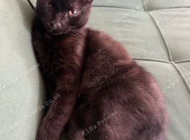 Kitten