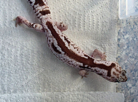 CB25 1.1 Fat Tail Geckos