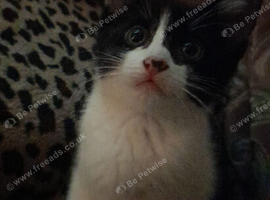 Black and white tuxedo . Girl kitten