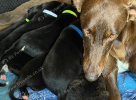 Saluki cross whippet pups
