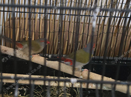 Red mask waxbill pair