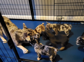 8 French Bulldog pups for sale