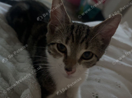 Female tabby kitten