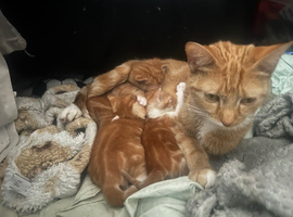 Ginger kittens