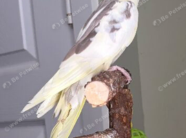 Beautiful cockatiel for sale
