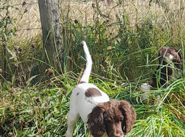 Gorgeous English Springer Spaniel Puppies