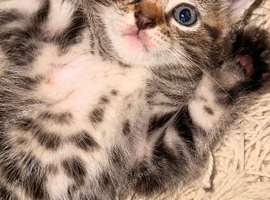 Kittens