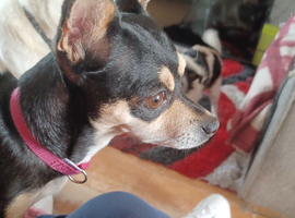 Rehome girl dog 2 years