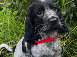 Stunning show type cocker spaniel puppies