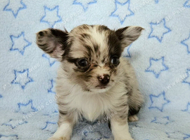 Long haired Choc Merle pups, Thai dad...
