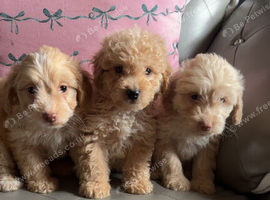 Cockapoo puppies