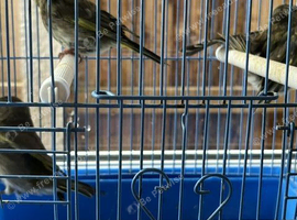 Greenfinches for sale , young birds