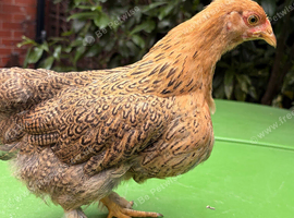 13 Week Old mixed breed chickens