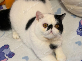 Very handsome 10 month old exotic boy