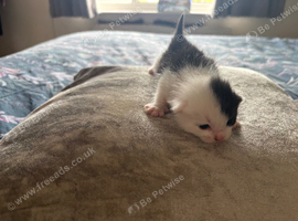 Gorgeous black and white kitten