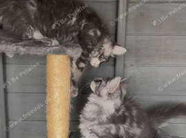 TICA registered kittens available
