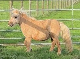 Stunning 3 yr old Miniature Shetland Palomino Colt