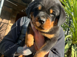 Rottweiler pups