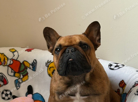 1 year old frenchie girl