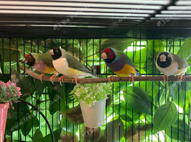 Male Gouldian finches