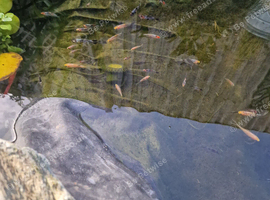 Pond reared Shubunkin for sale